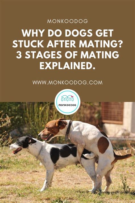 dogs having sex|Why Dogs Get Stuck After Mating .